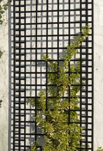 The exclusive Poundbury Metal Wall Trellis with ivy growing up it