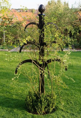 Hannibal Garden Obelisk in spring, supporting a rambling rose