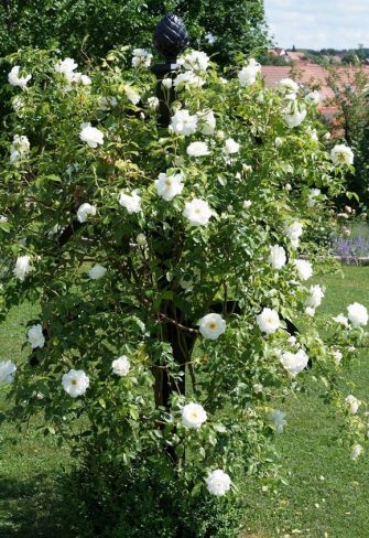 Classic Garden Elements Hannibal Garden Obelisk covered with white roses