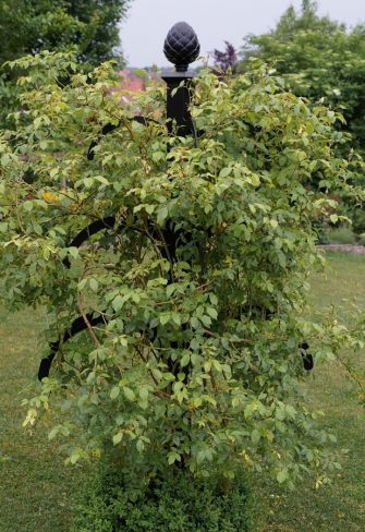 Hannibal Garden Obelisk providing support to a climbing rose