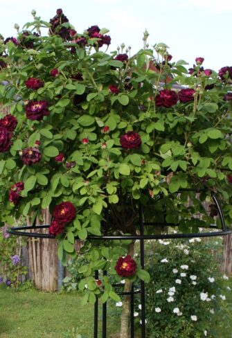 The Rose Umbrella Giverny by Classic Garden Elements supports the shoots and blossoms of the cascading standard rose 'Tuscany Superb'