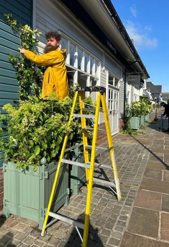 Caisses de Versailles from Classic Garden Elements in Bicester Village near Oxford